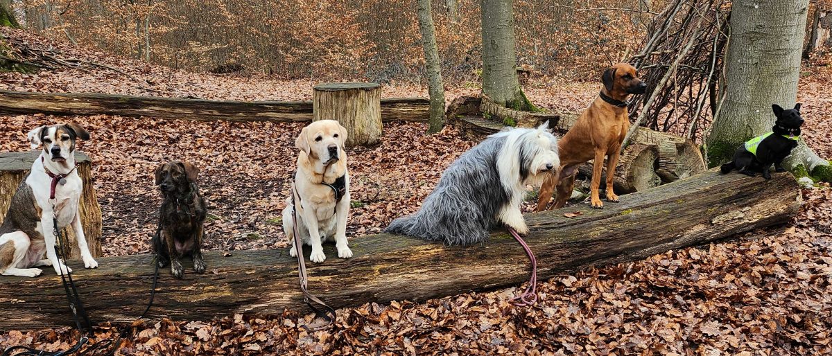 Permalink auf:Wir über uns